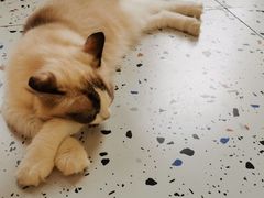 -喵喵咪呀布偶猫咖(春熙路店)