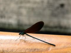 -白水寺森林公园