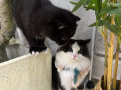 -共舞时光猫咖·狗咖(新街口店)
