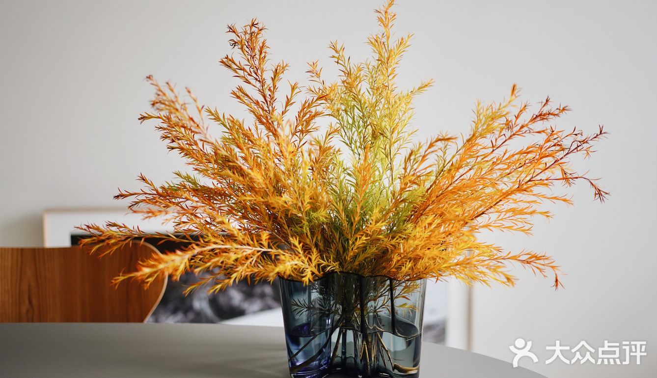 秋意浓｜30元一把的千层金，入手不亏的绿植