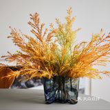 秋意浓｜30元一把的千层金，入手不亏的绿植