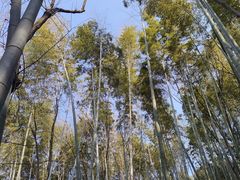 -上海佘山国家森林公园天马山园