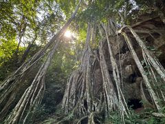 -中国科学院西双版纳热带植物园