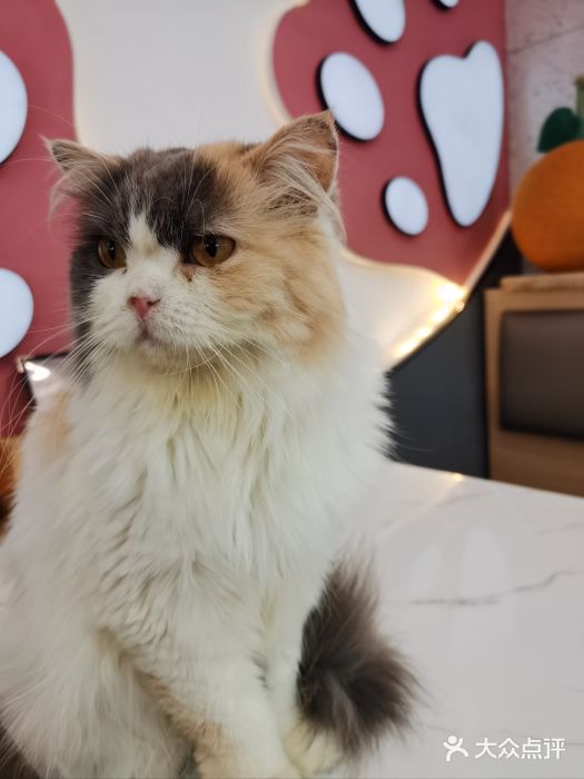 喵园·猫主题咖啡厅·撸猫·猫咖(国贸店)图片