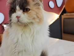 -喵园·猫主题咖啡厅·撸猫·猫咖(国贸店)