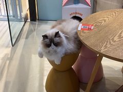 -藏猫猫咖啡主题馆(中央大道店)