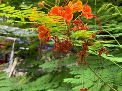 -中国科学院华南植物园