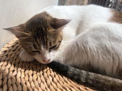 -Heymao猫咖.咖啡厅(东门店)