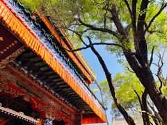 -塔尔寺菩提树