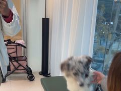 -帕帕拉兹宠物(亚洲旗舰店)