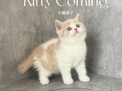 -小猫来了·猫舍(红山六九七九店)