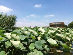 -荷塘月色湿地公园·向阳花洲
