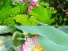 -昆山城市生态森林公园