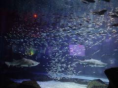 -海合安成都极地海洋公园