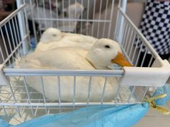 -怪兽屋·羊驼·猫咖·狗咖(俊华广场店)