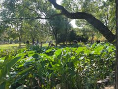 -东湖落雁景区