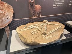 -呼和浩特博物馆