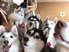 -Husky Go! 哈士奇体验馆·宠物咖啡厅狗咖