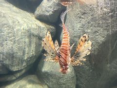 -新加坡海洋生态馆
