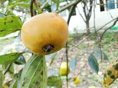 -武汉世外桃源农庄