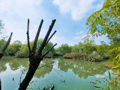 -长兴太湖图影湿地文化园