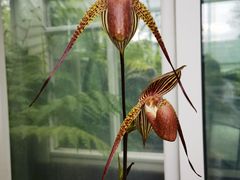 -新加坡植物园