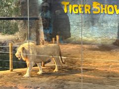 -清迈夜间动物园