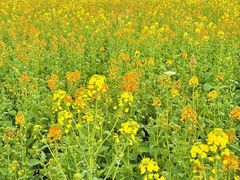 -中国天府农业博览园