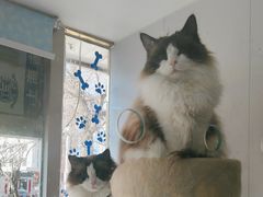 -A猫a狗全科·犬猫异宠·芥西宠物医院(南开总院)