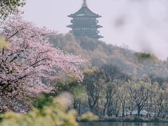 -西湖外事游船(花港观鱼码头)