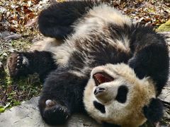 -中国大熊猫保护研究中心雅安碧峰峡基地