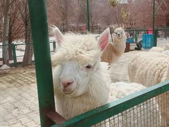 -新疆天山野生动物园