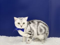 -爱洗澡的猫(天河路店)