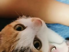 -瑞派名望志远动物医院·猫科·內科·异宠专科(直港大道店)