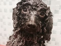 -PETKIT小佩宠物(古北店)