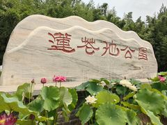 -莲花池公园