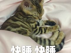 -北京赛佳动物医院