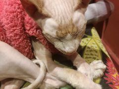 -猫色咖啡·猫咖