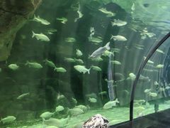 -西安曲江海洋极地公园