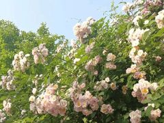 -西部兰花园生态园