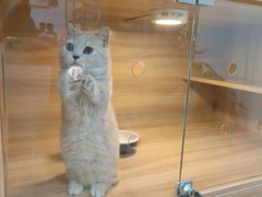 -喵百万·布偶·蓝金金渐层英短·猫舍(百子湾店)