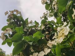 -中央公园(苏州工业园区)