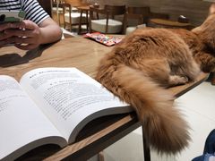 -藏猫猫咖啡主题馆(中央大道店)