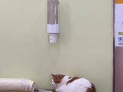 -瑞鹏宠物医院·宠保定点·心脏科·内科(御桥分院)