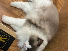 -MOCHA明星猫咖(田子坊店)