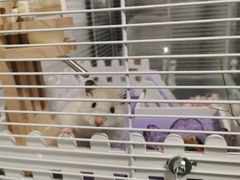 -瑞派·关忠动物医院·异宠专科·犬猫肿瘤·皮肤专科(望京店)