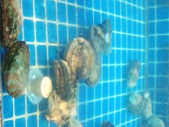 -徽三说·土徽菜·中国徽菜连锁品牌(一中店)