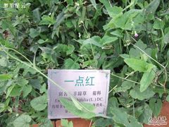 -广州神农草堂中医药博物馆