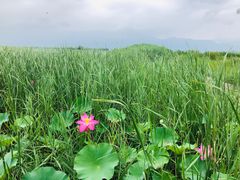 -野鸭湖国家湿地公园