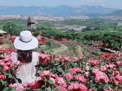 -密云玫瑰情园